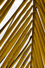 Image showing yellow  close up of  leaf