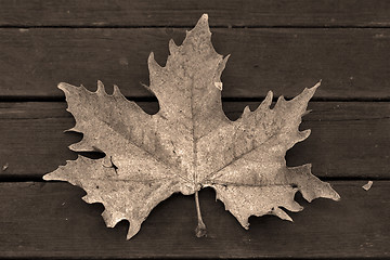 Image showing wood  abstract brown 