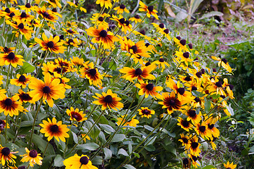 Image showing black eyed susan rudbeckia flowers grow garden 