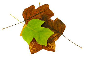 Image showing tuliptree leaf composition and green leave on top  