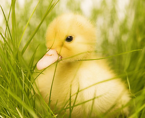 Image showing cute duckling