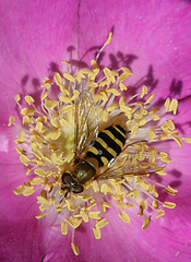 Image showing Flower and a bee