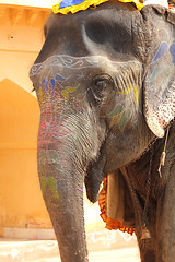 Image showing ornate elefant in India