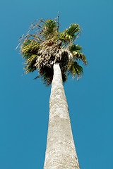 Image showing High palm