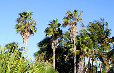 Image showing High palm against the sky