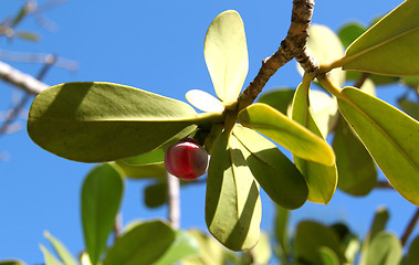 Image showing The exotic flower