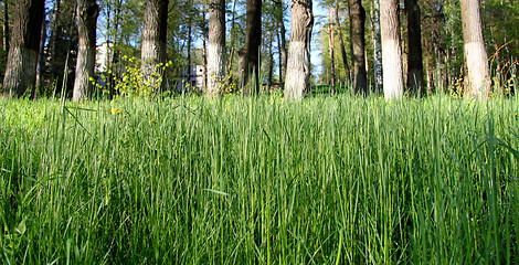 Image showing  Lawn grasses in the forest