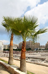 Image showing Tree palm