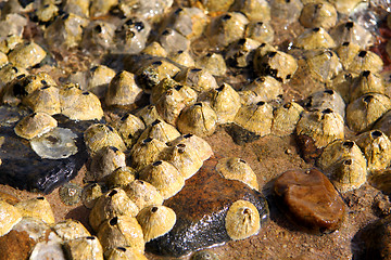 Image showing Marine organisms