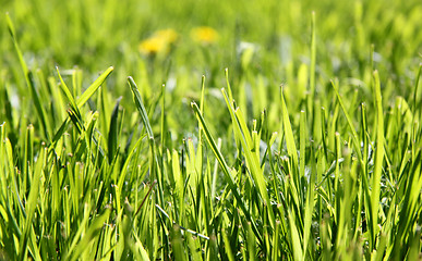 Image showing Lawn grasses