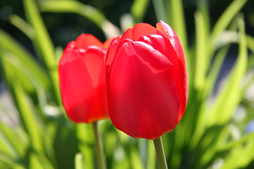 Image showing  Red tulips