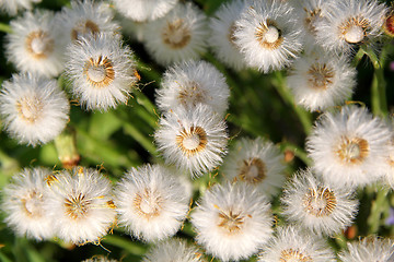 Image showing structure of dandelion flowers