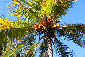 Image showing palm with coconuts