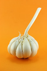 Image showing Garlic