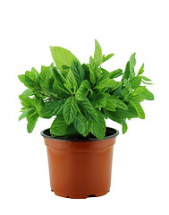 Image showing fresh mint leaves 