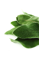 Image showing Fresh sage leaves