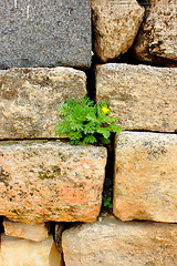 Image showing plant on the wall 