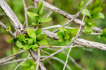 Image showing Earliest spring green leaves on old branches