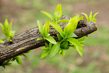 Image showing Earliest spring green leaves on old branches