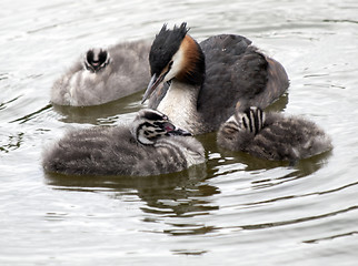 Image showing Grebe 