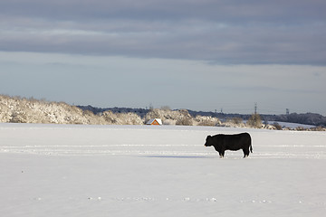 Image showing Bull on snow field