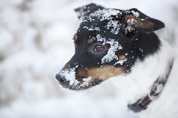 Image showing Dog in snow