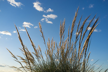 Image showing Esparto reeds