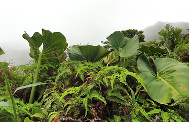 Image showing exotic vegetation