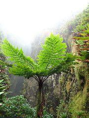 Image showing exotic vegetation