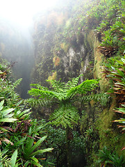 Image showing exotic vegetation