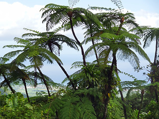 Image showing exotic vegetation