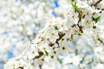 Image showing branch with white blossom