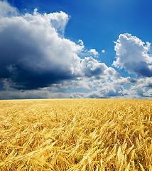 Image showing golden field under dramatic sky