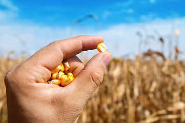 Image showing maize in hand over field