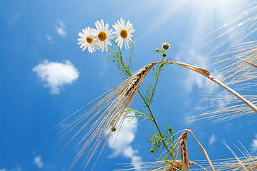 Image showing daisy with wheat under blue sky with sun