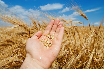 Image showing gold harvest in hand