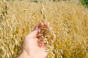 Image showing oats closeup in hand over field