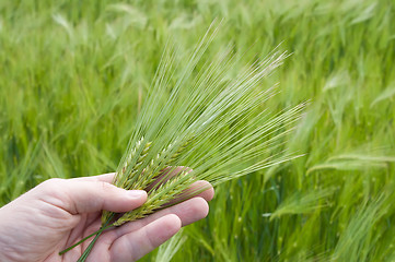 Image showing ear of green wheat in hand