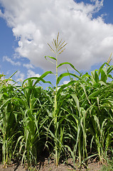 Image showing beautiful green maize field