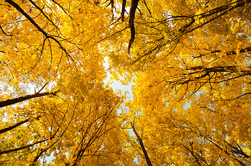 Image showing top of yellow trees in autumn