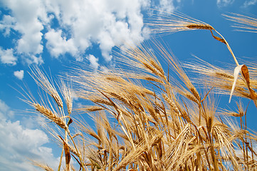 Image showing wheat and blue sky