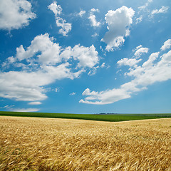 Image showing golden harvest under cloudy sky