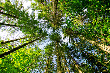 Image showing pine forest under in mountain Carpathians