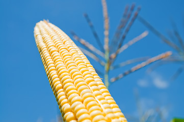 Image showing fresh maize under deep blue sky