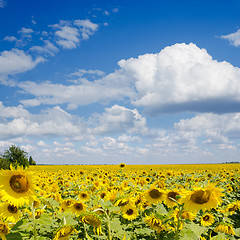 Image showing sunflower field under cloudy sky