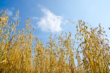 Image showing field with oats under cloudy sky