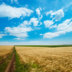 Image showing rural road under cloudy sky in golden field