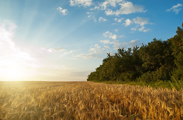 Image showing sunset over field with harvest