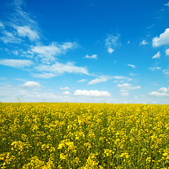 Image showing flower of oil rapeseed in field with blue sky and clouds