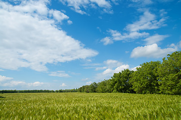 Image showing field of green wheat near wood